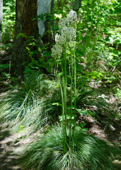 Xerophyllum asphodeloides