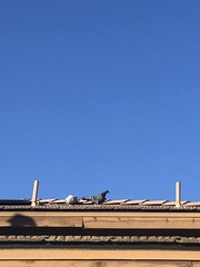 Columba livia