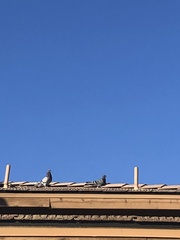 Columba livia