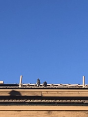 Columba livia