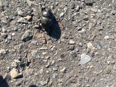 Lethrus apterus