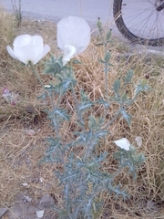 Argemone albiflora