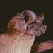 Little Free-tailed Bat - Photo (c) Jakob Fahr, some rights reserved (CC BY-NC), uploaded by Jakob Fahr