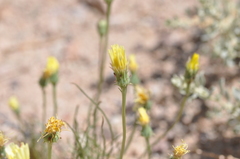 Malacothrix glabrata