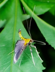 Filodes fulvidorsalis