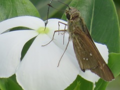 Torbenlarsenia gemella