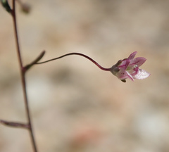 Nemacladus ramosissimus