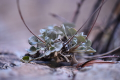 Eriogonum tenellum