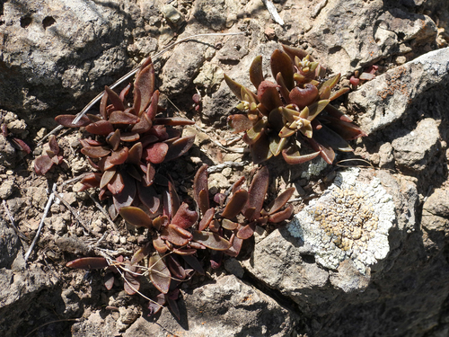 Dudleya parva