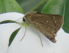 Torbenlarsenia gemella