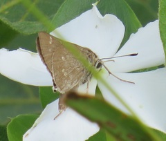 Torbenlarsenia gemella