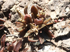 Dudleya parva