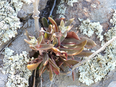 Dudleya parva