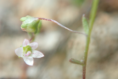 Nemacladus ramosissimus