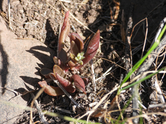 Dudleya parva