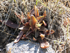 Dudleya parva