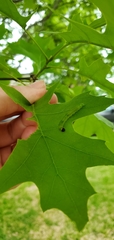 Lepidoptera