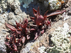Dudleya parva