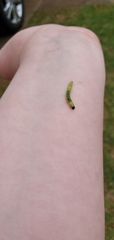 Lepidoptera