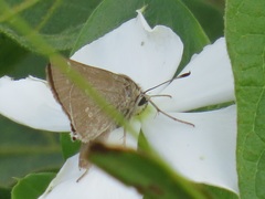 Torbenlarsenia gemella