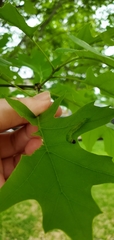 Lepidoptera