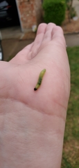 Lepidoptera