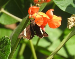 Eudaminae