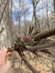 Sambucus racemosa pubens