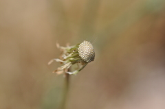 Malacothrix glabrata