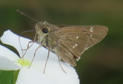 Torbenlarsenia gemella