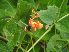 Eudaminae