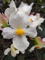 Begonia acerifolia