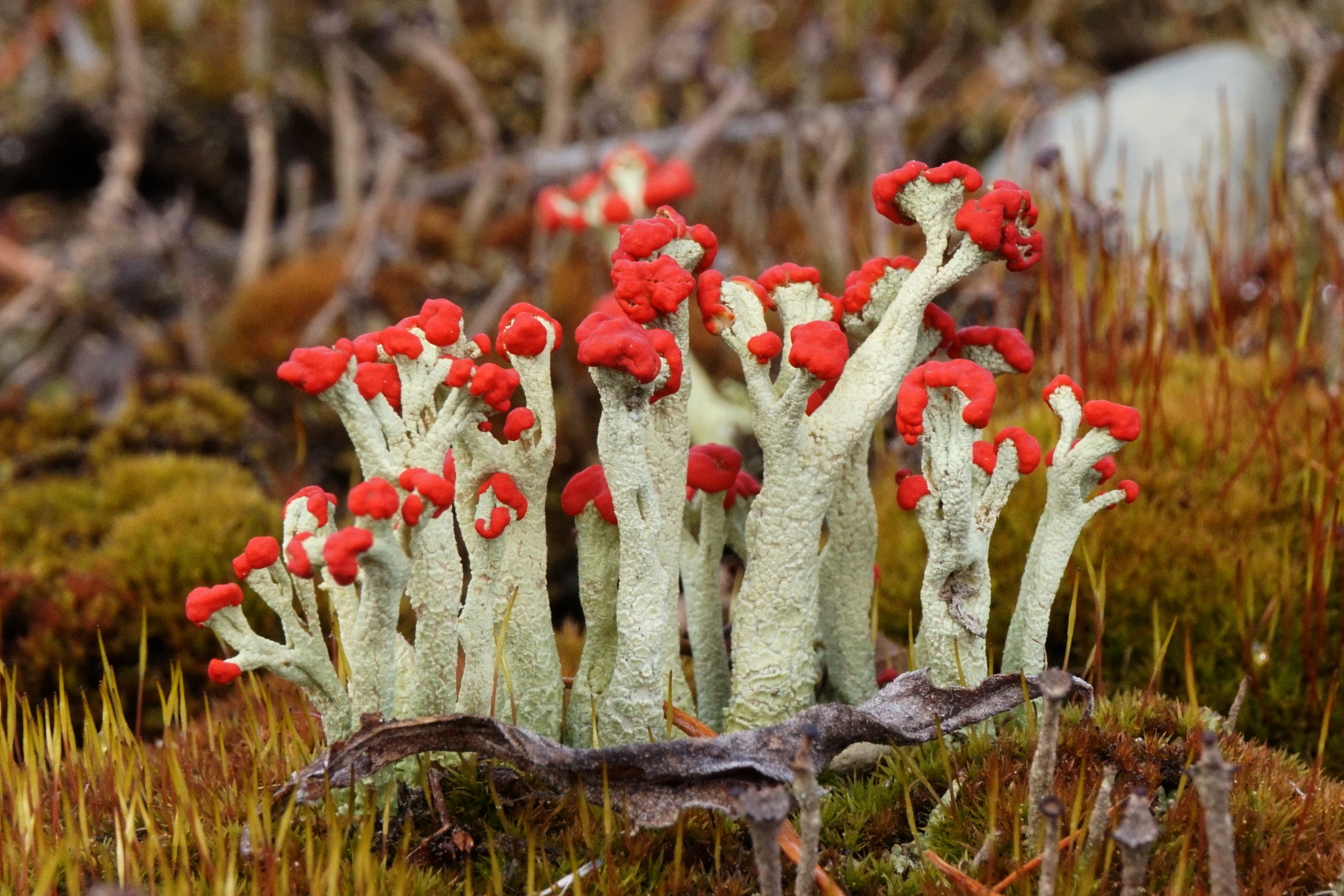 Cladonia image