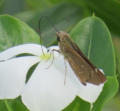 Torbenlarsenia gemella