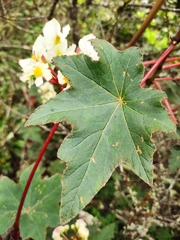 Begonia acerifolia