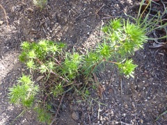 Leptosiphon floribundus