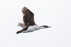 Leucocarbo purpurascens