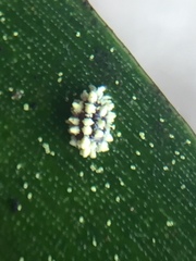 Nipaecoccus aurilanatus