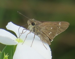 Torbenlarsenia gemella