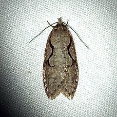 Semioscopis packardella