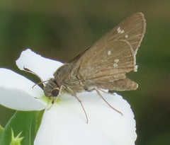 Torbenlarsenia gemella