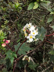 Begonia acerifolia