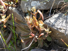 Dudleya parva