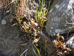 Dudleya parva