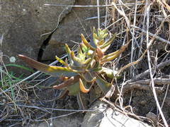 Dudleya parva