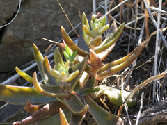 Dudleya parva