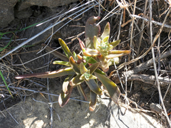 Dudleya parva