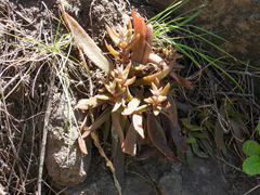 Dudleya parva