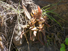 Dudleya parva