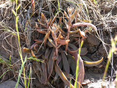 Dudleya parva